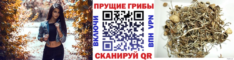 это какой сайт  Липецк  Псилоцибиновые грибы Cubensis 