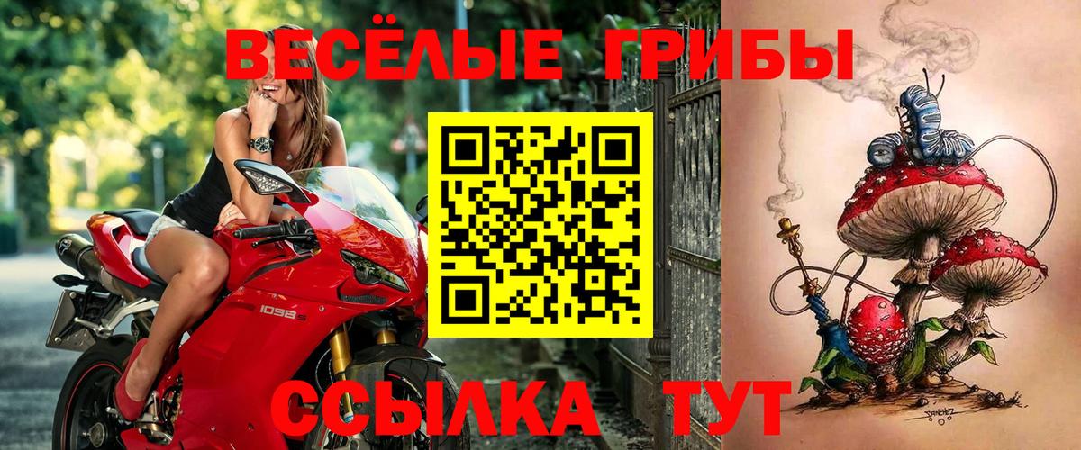 Псилоцибиновые грибы Psilocybine cubensis Липецк
